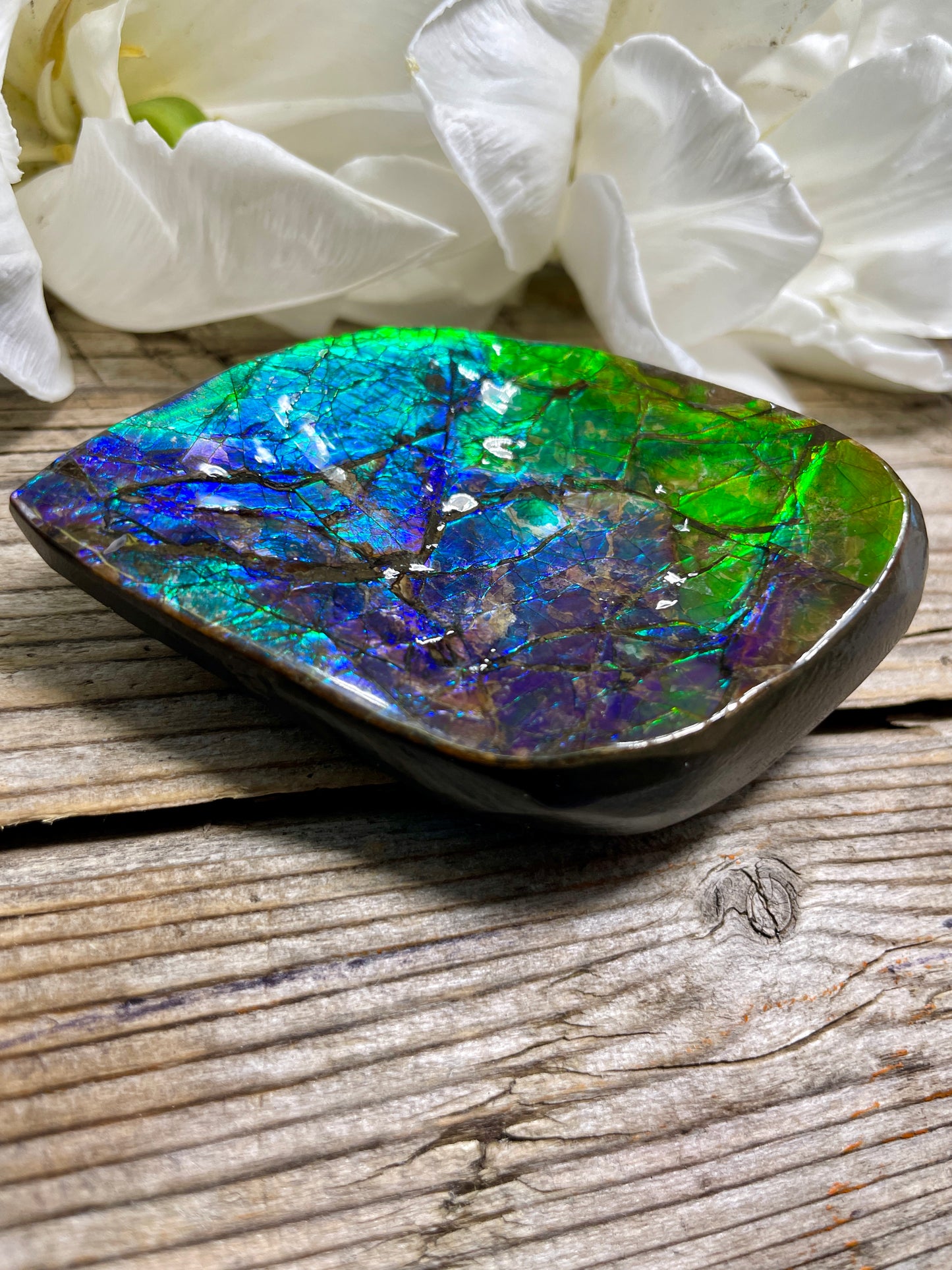 Treasure Bowl Ammolite Display Specimen Canadian Ammonite Fossil TD1004