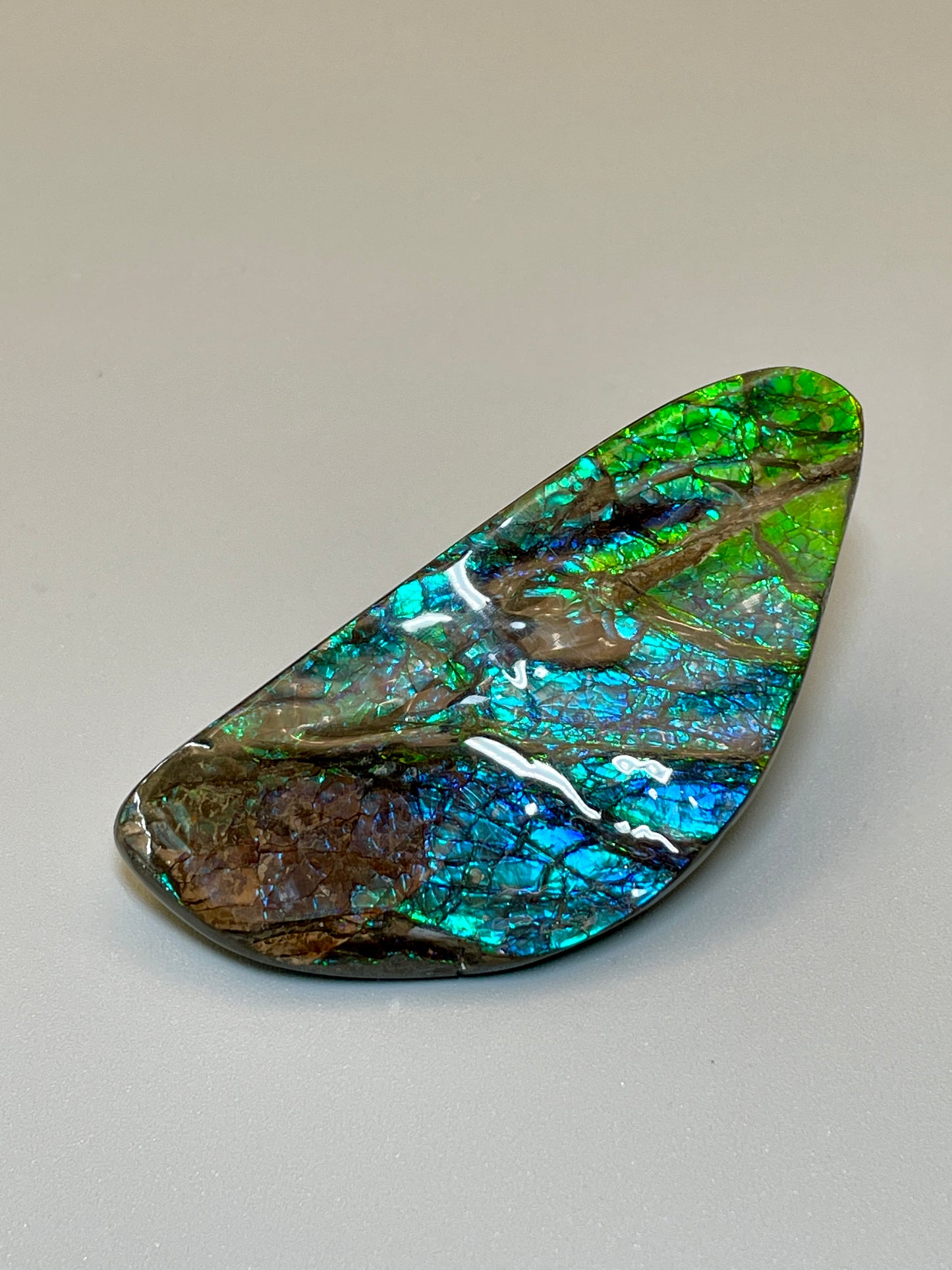 Ammolite Display Specimen Dragon Skin Blue Green Ammonite Fossil TSD#1018