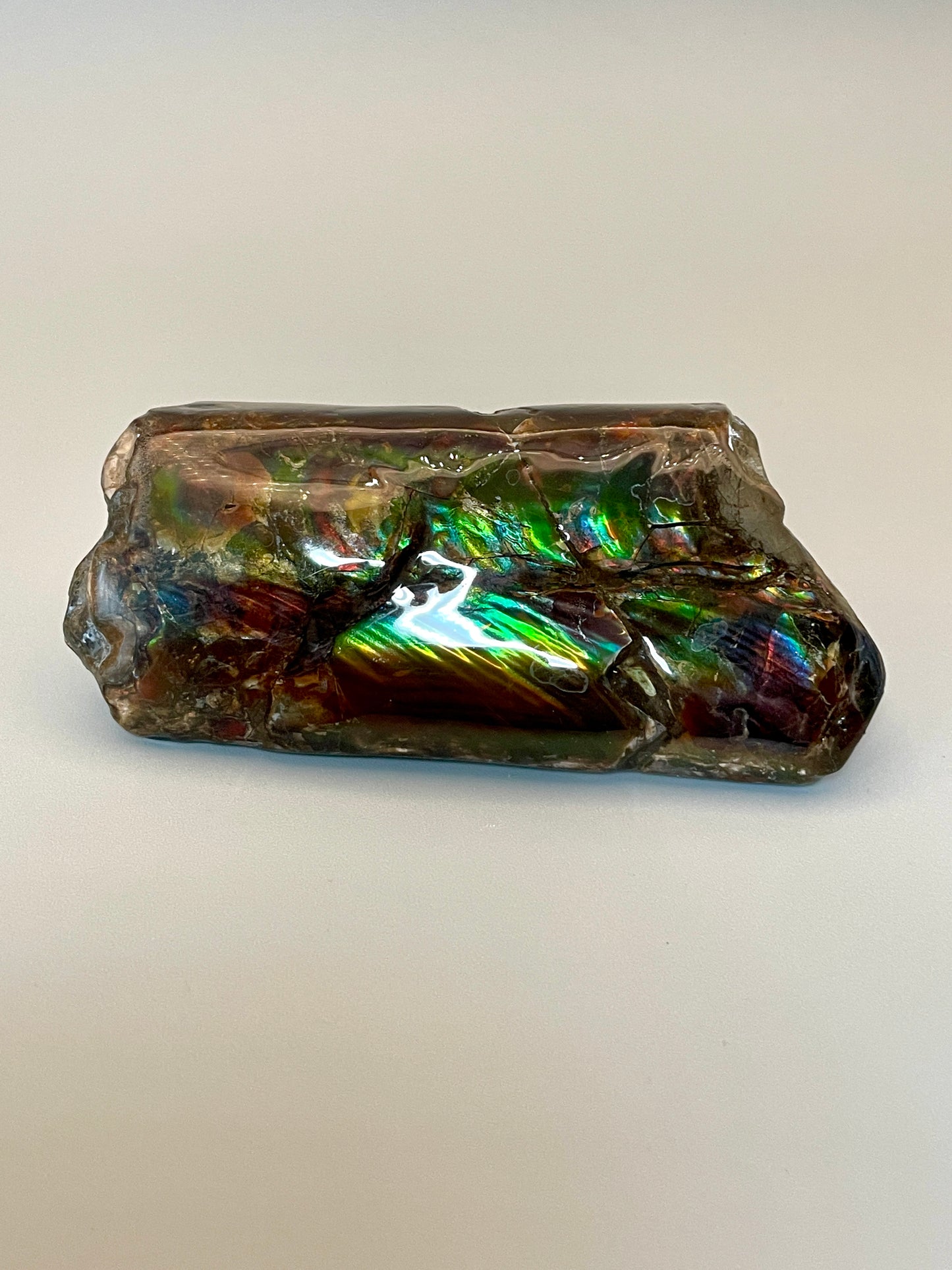 Baculite Fossil Display Multicoloured Alberta Canada TD1008