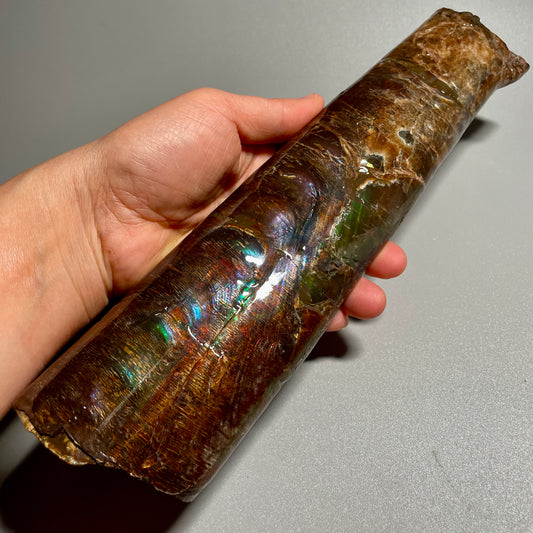 Large Colourful Baculite Display Specimen Fossil TSD#1077