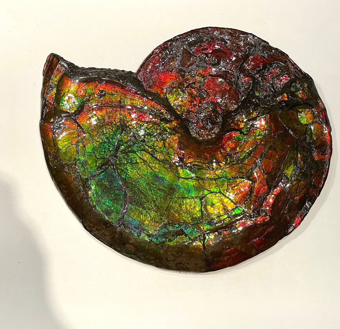 Whole Ammonite Fossil From Alberta Canada TSW6618