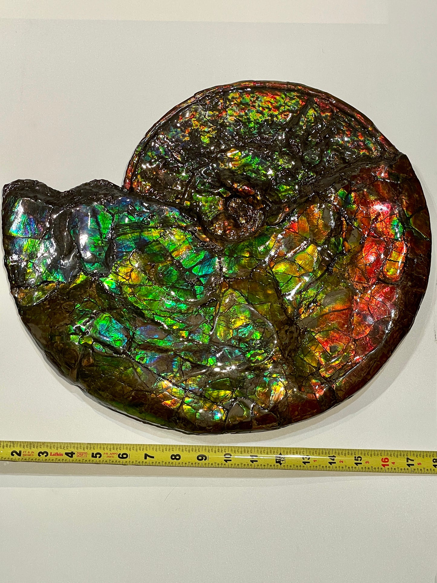 Complete whole Ammonite Fossil TSW6617