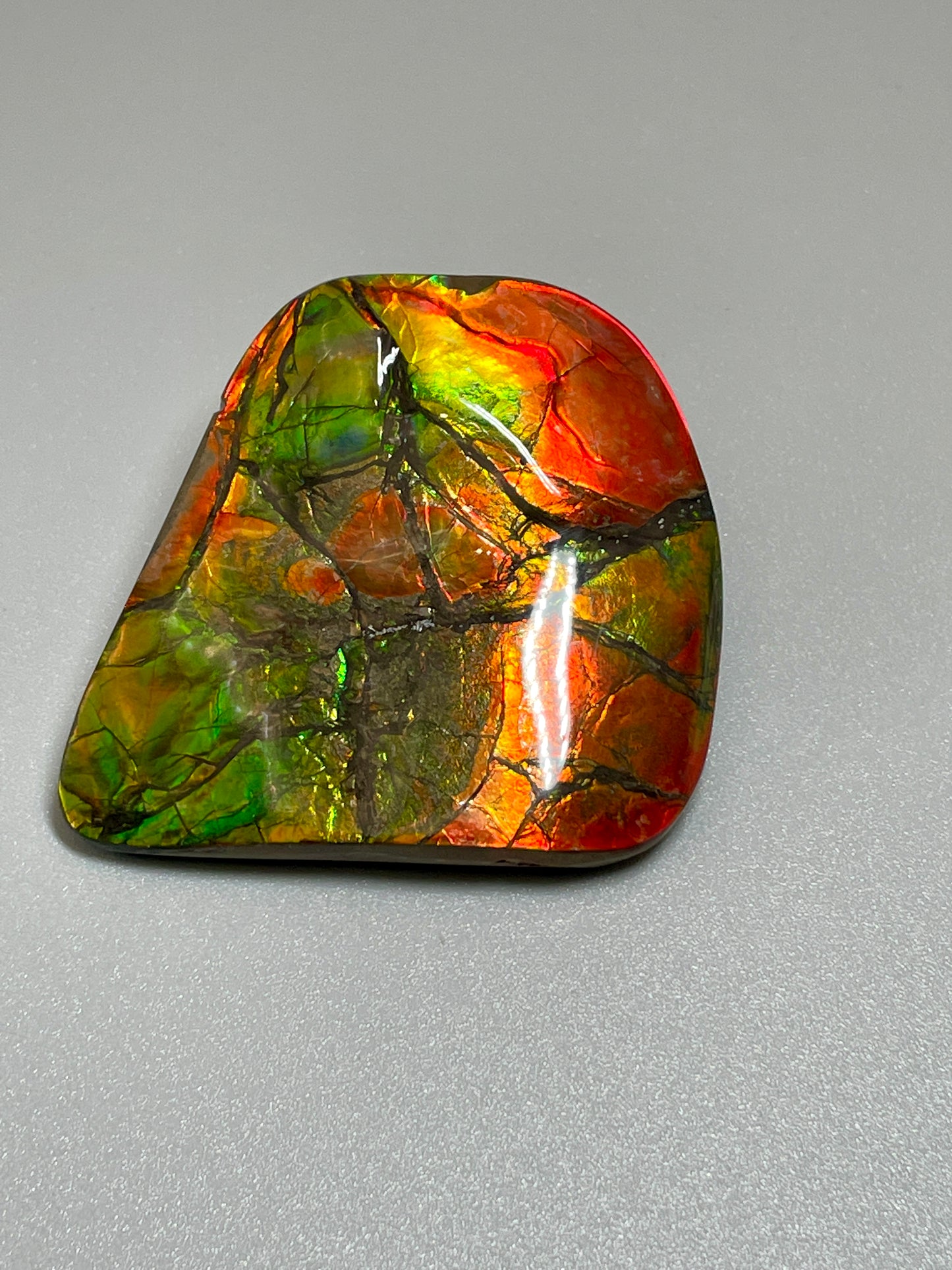 Small Ammolite Display Gold Red Green Canadian Ammonite Fossil TD1015