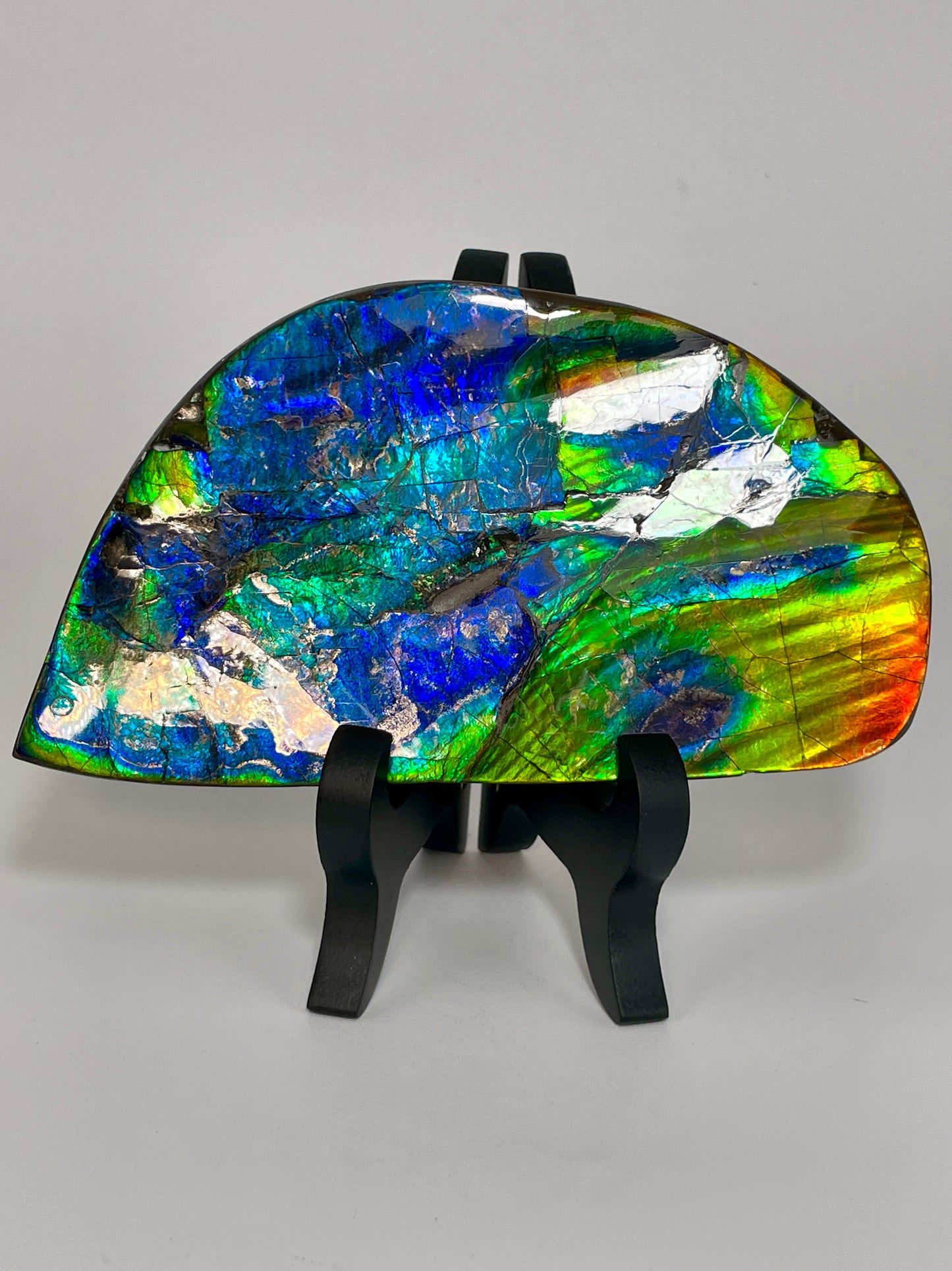 Polished Ammolite Display Gem quality Iron Pyrite TD1019