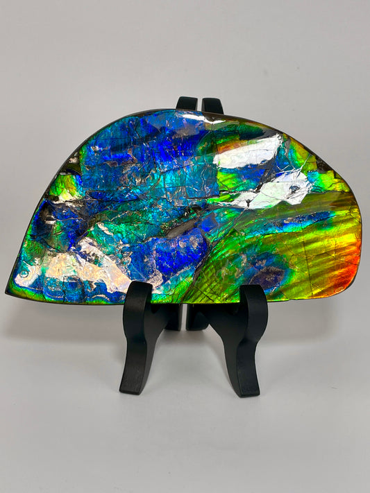 Polished Ammolite Display Gem quality Iron Pyrite TD1019