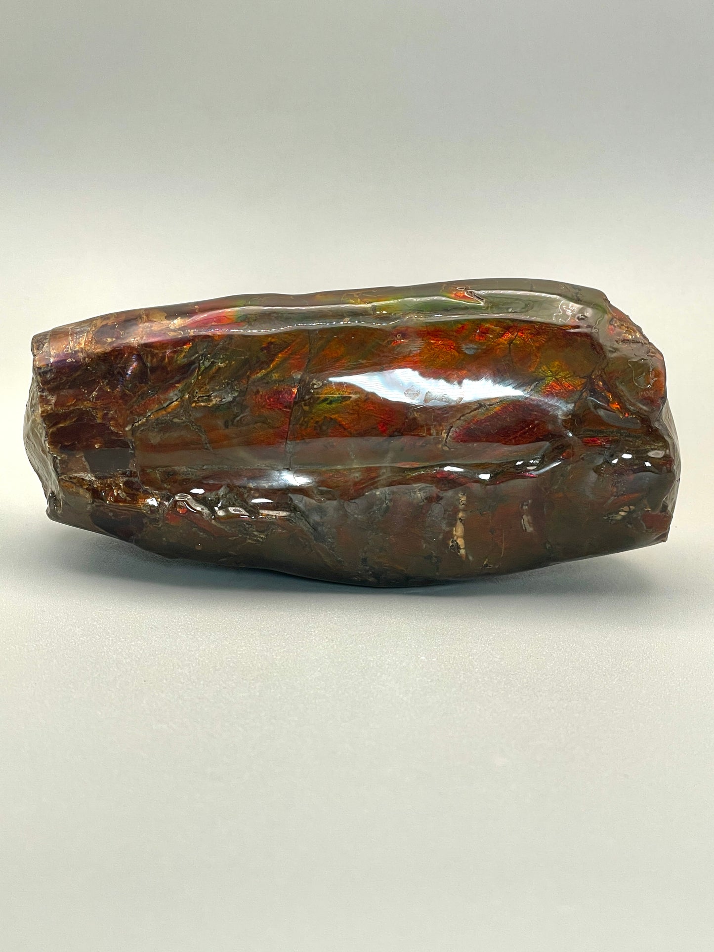 Baculite Display natural Canadian Fossil TD1007