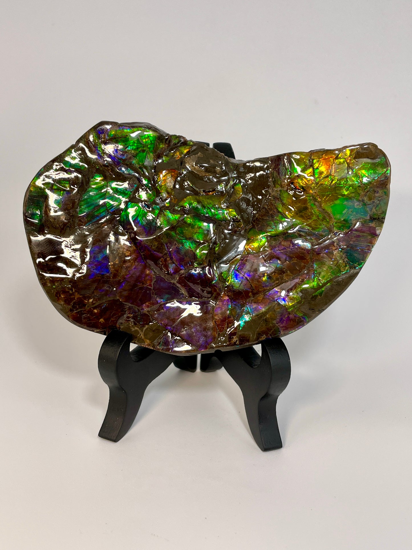 Ammolite Display Dragon Balls Multicoloured Natural Canadian Ammonite Fossil