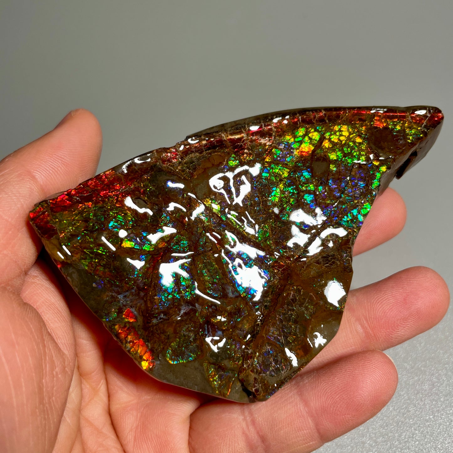 Multicoloured Ammolite Display Specimen Dragon SkinAmmonite Fossil TSD#1070