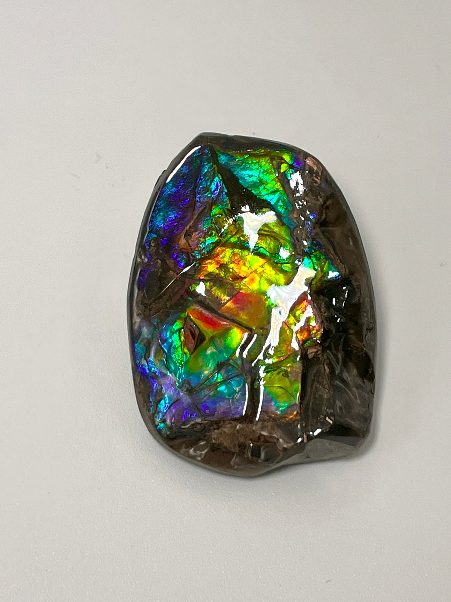 Ammolite Display Small, Natural Rainbow Colours