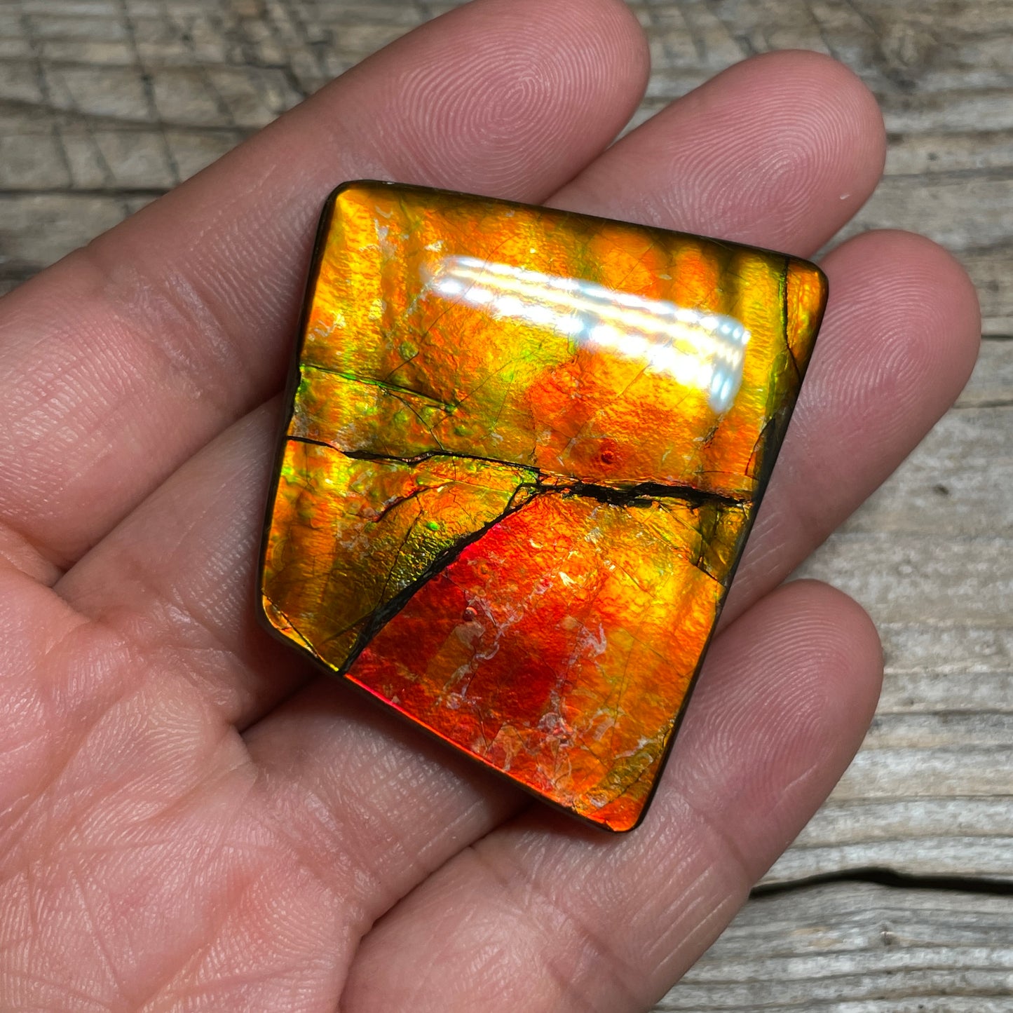 Large Gold Red Ammolite Cabochon Freeform Gemstone TSA1019 A