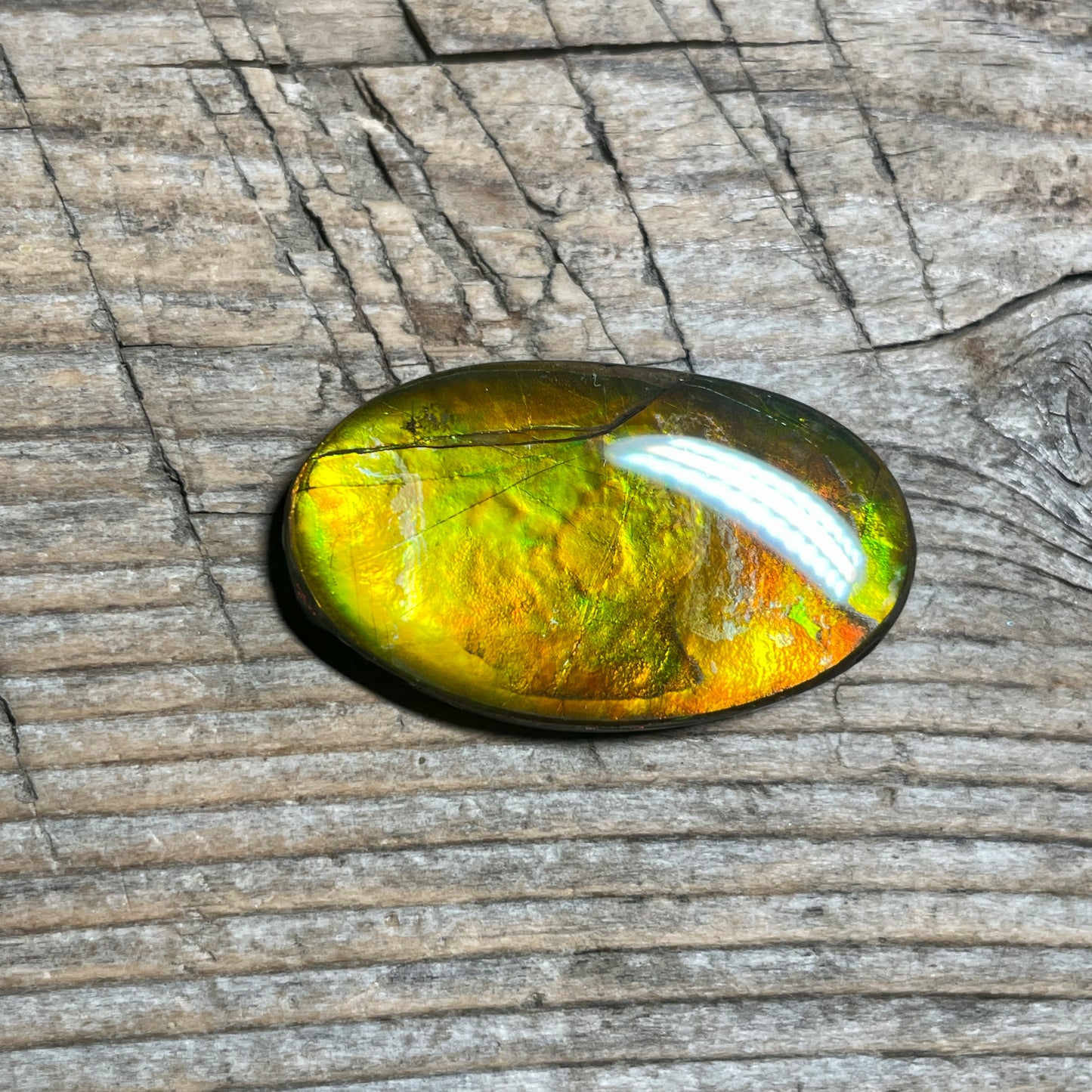 Gold Orange Ammolite Cabochon, Loose Gemstone, Genuine Canadian Ammonite