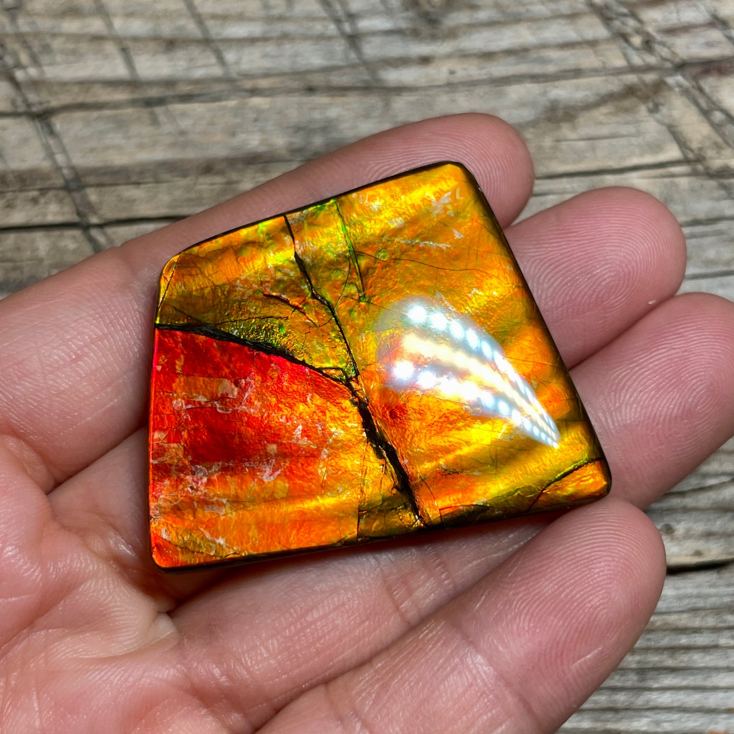 Large Gold Red Ammolite Cabochon Freeform Gemstone TSA1019 A