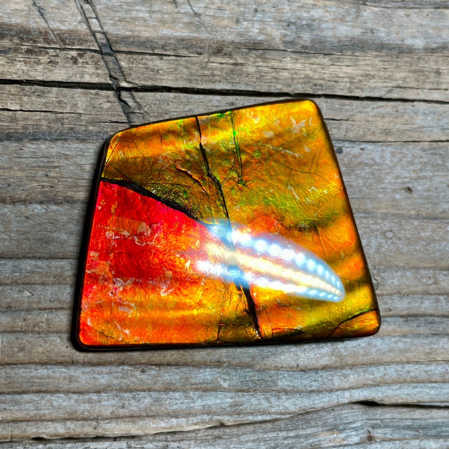 Large Gold Red Ammolite Cabochon Freeform Gemstone TSA1019 A