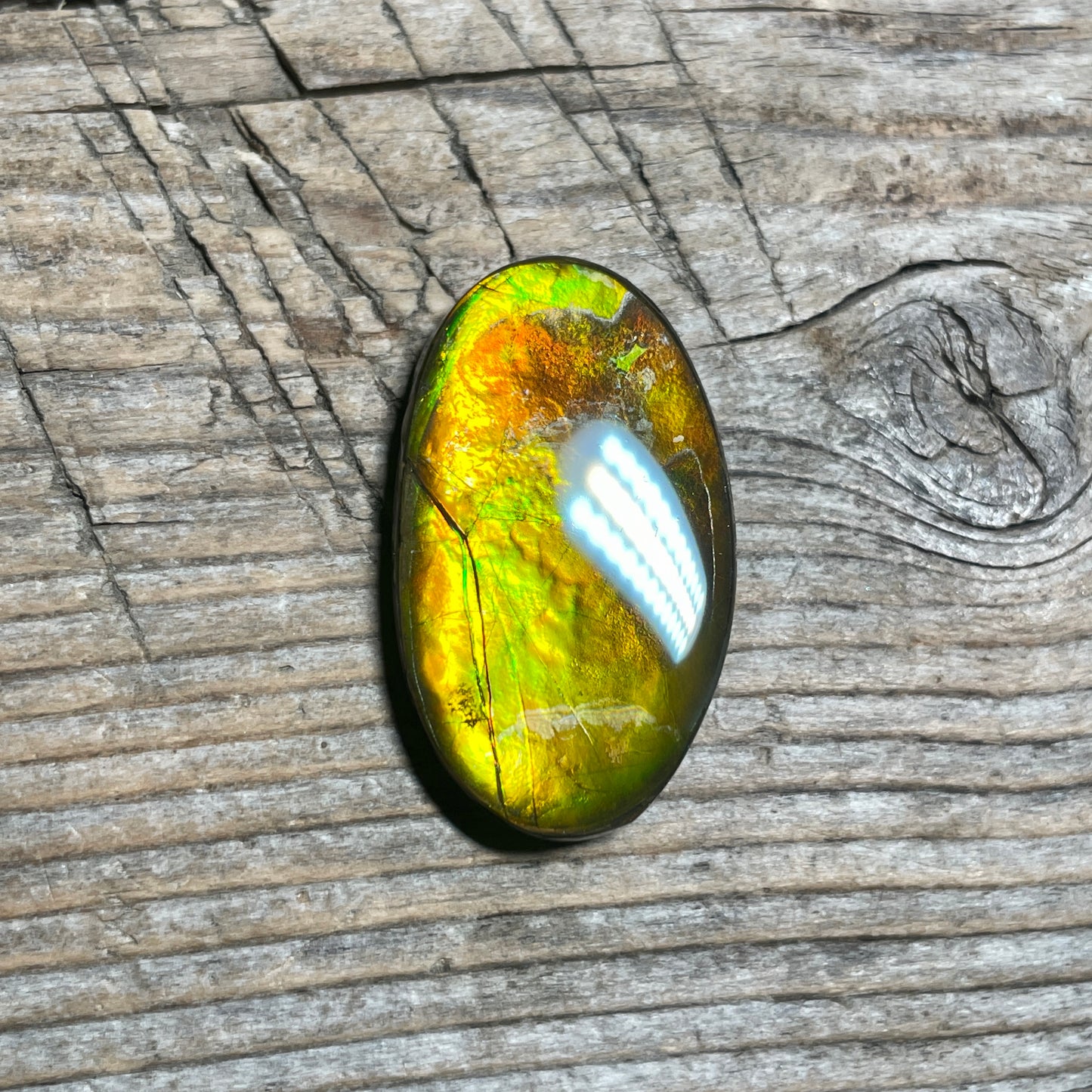 Gold Orange Ammolite Cabochon, Loose Gemstone, Genuine Canadian Ammonite