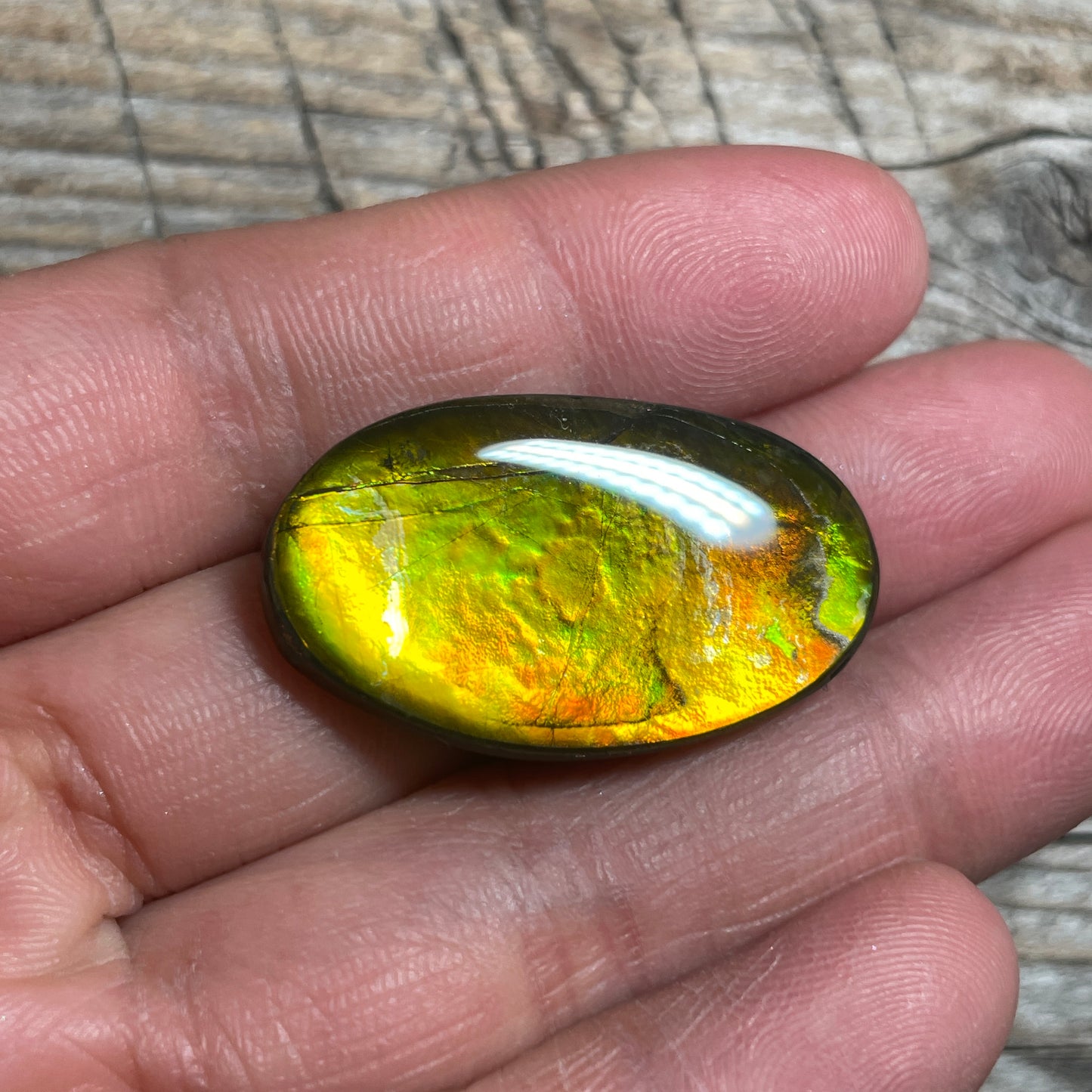 Gold Orange Ammolite Cabochon, Loose Gemstone, Genuine Canadian Ammonite