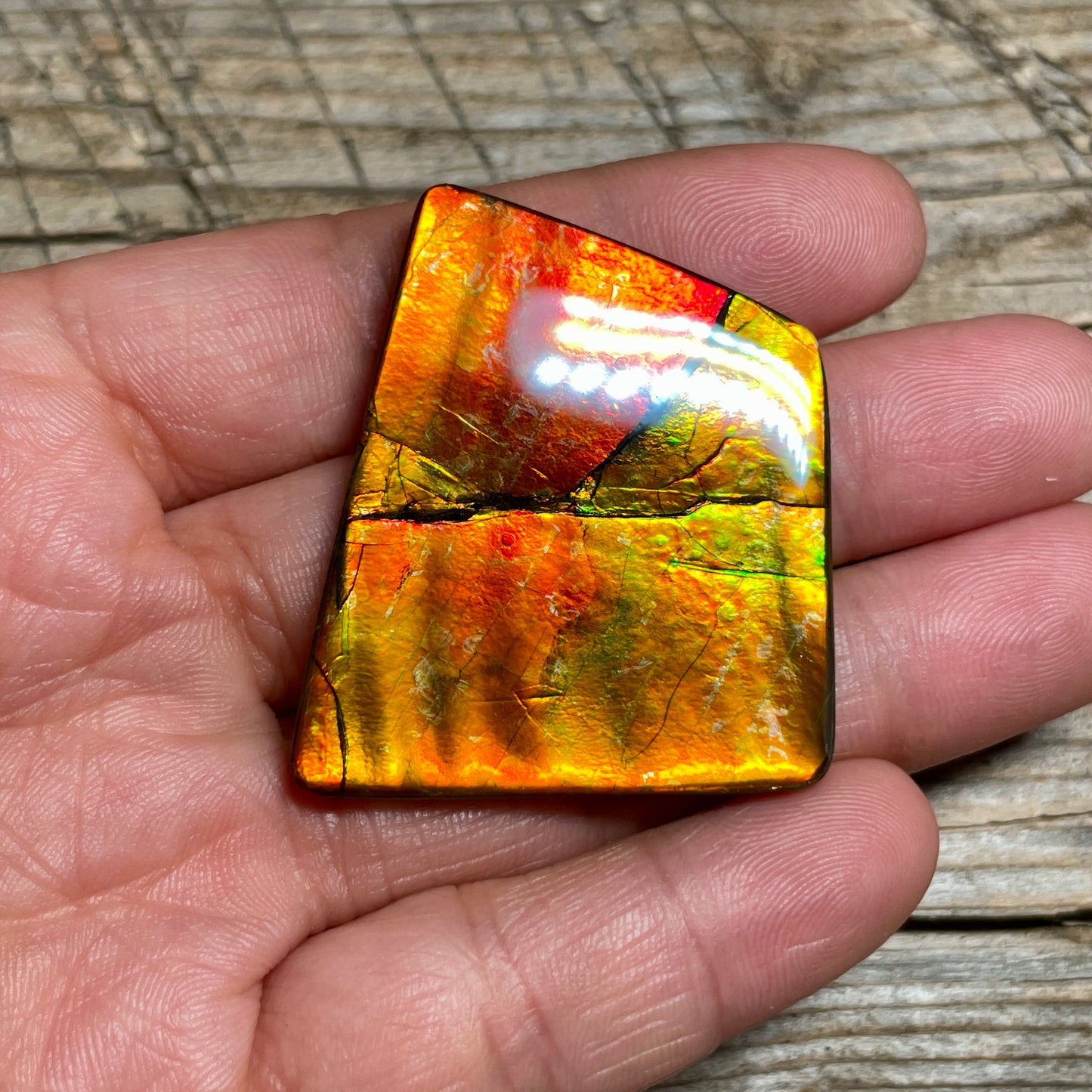 Large Gold Red Ammolite Cabochon Freeform Gemstone TSA1019 A