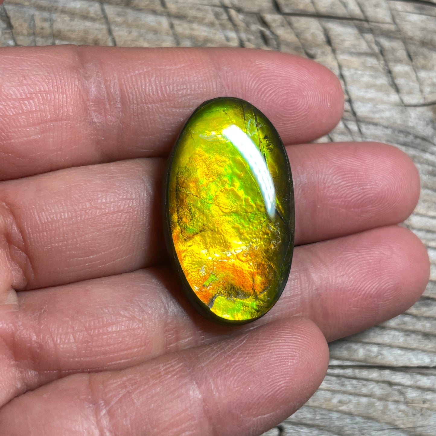 Gold Orange Ammolite Cabochon, Loose Gemstone, Genuine Canadian Ammonite