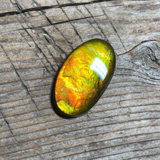 Gold Orange Ammolite Cabochon, Loose Gemstone, Genuine Canadian Ammonite