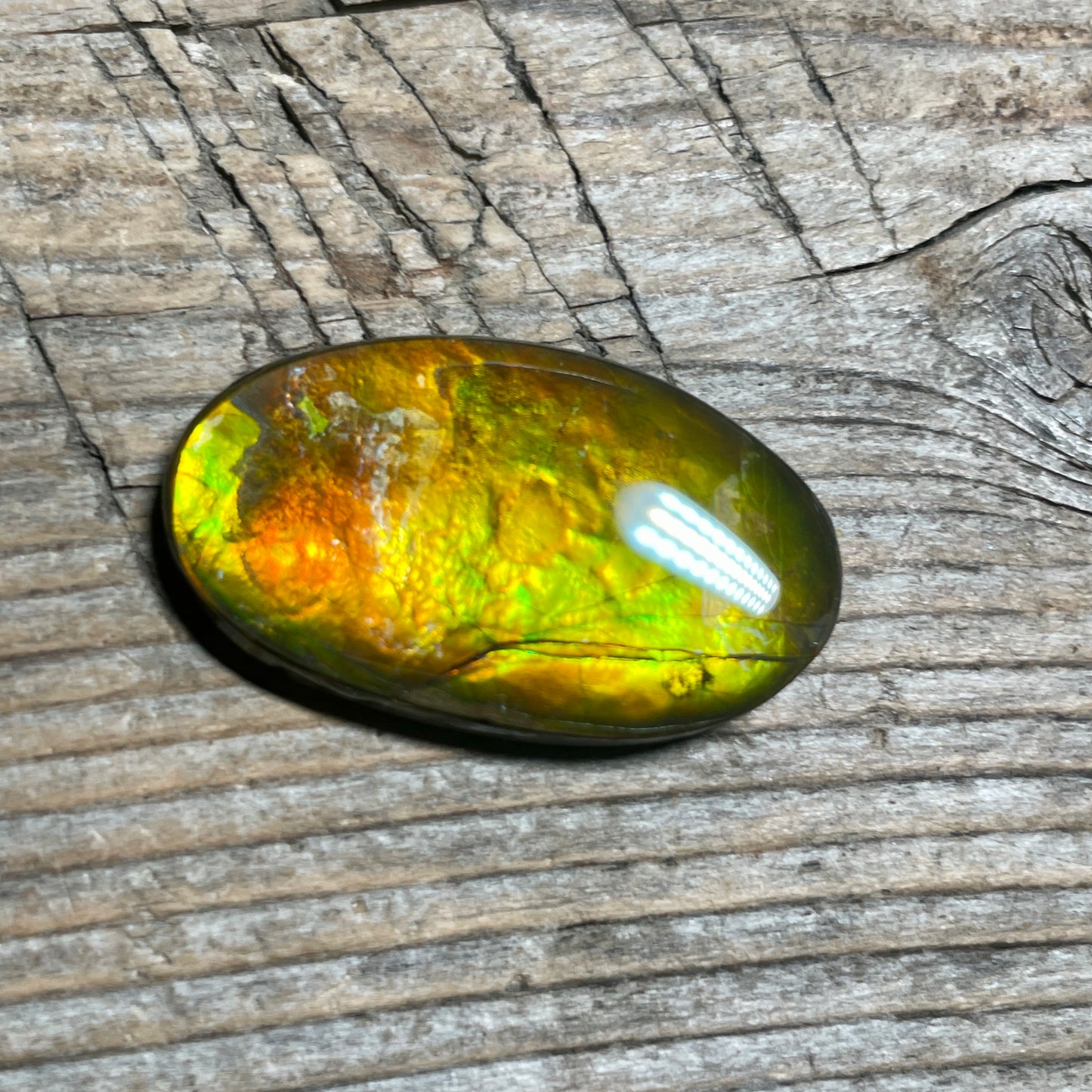 Gold Orange Ammolite Cabochon, Loose Gemstone, Genuine Canadian Ammonite