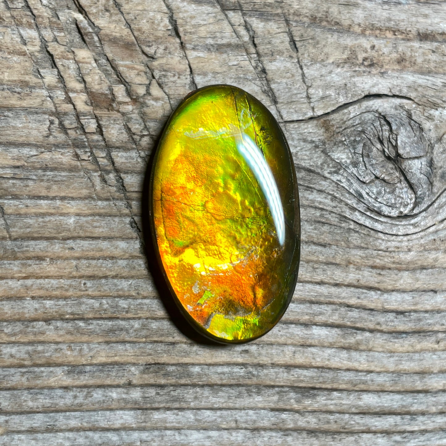 Gold Orange Ammolite Cabochon, Loose Gemstone, Genuine Canadian Ammonite