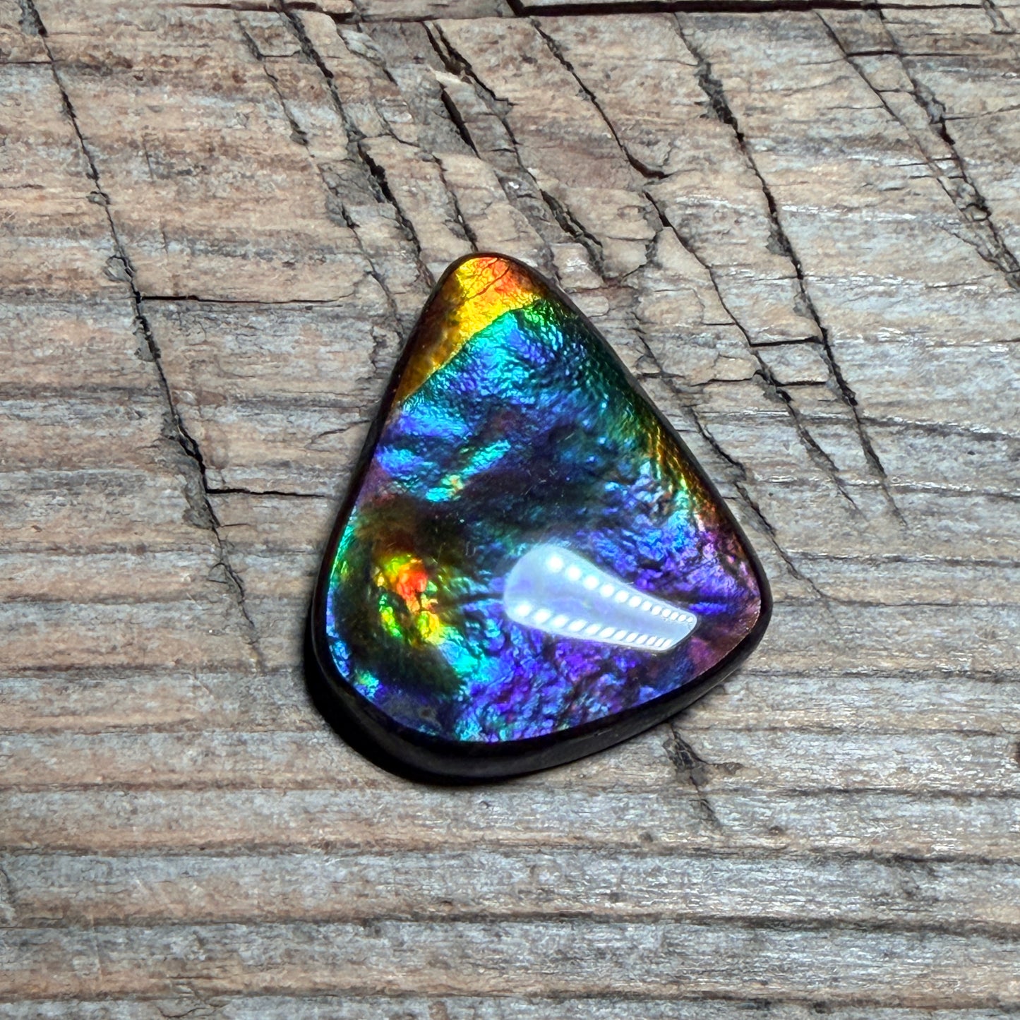 Rare multicoloured Ammolite Freeform Cabochon Coated Natural