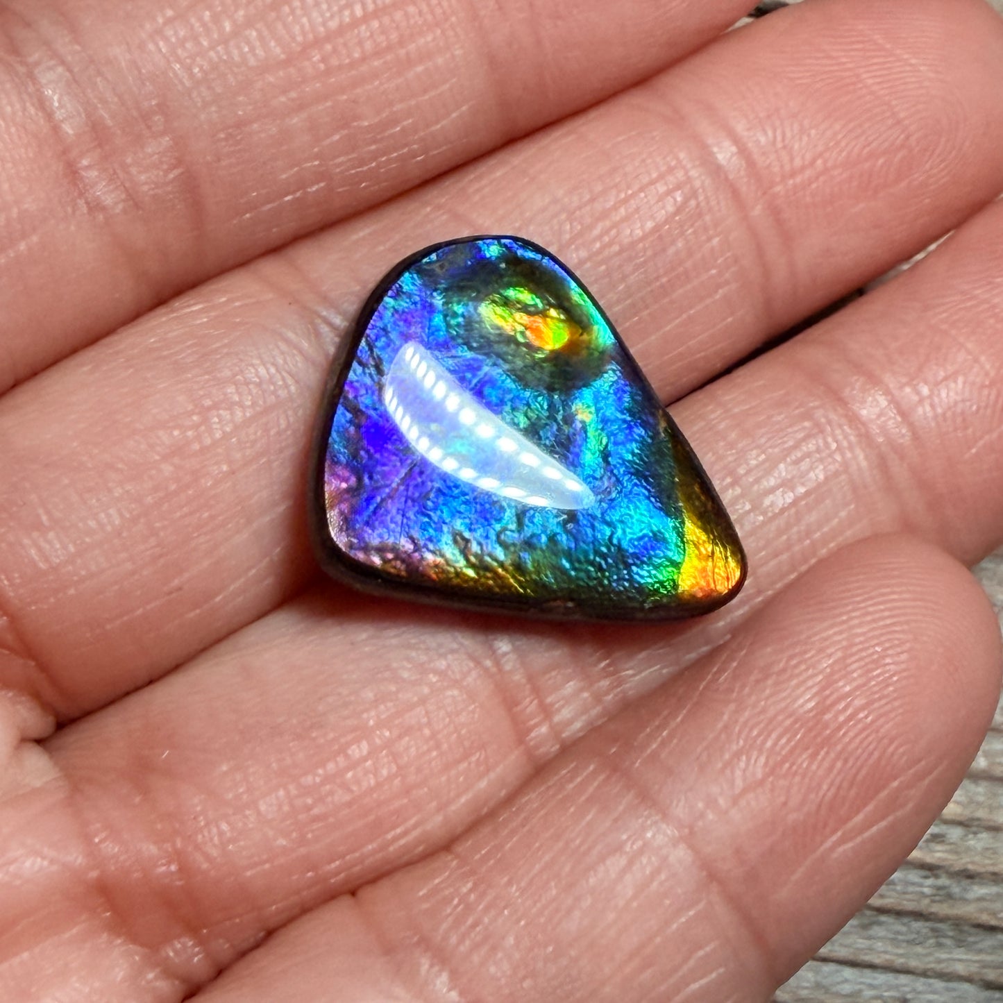 Rare multicoloured Ammolite Freeform Cabochon Coated Natural