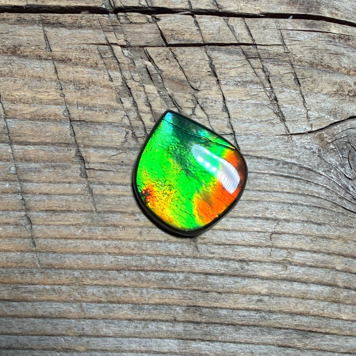 Green Red Ammolite Cabochon, Loose Gemstone, Genuine Canadian Ammonite