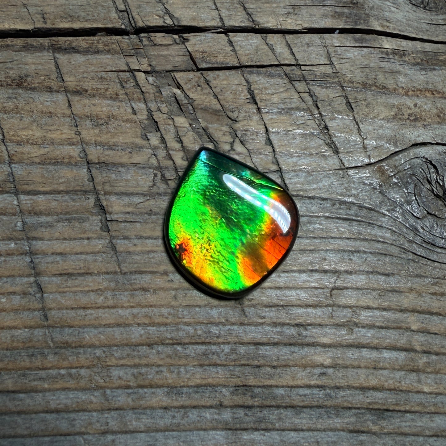 Green Red Ammolite Cabochon, Loose Gemstone, Genuine Canadian Ammonite