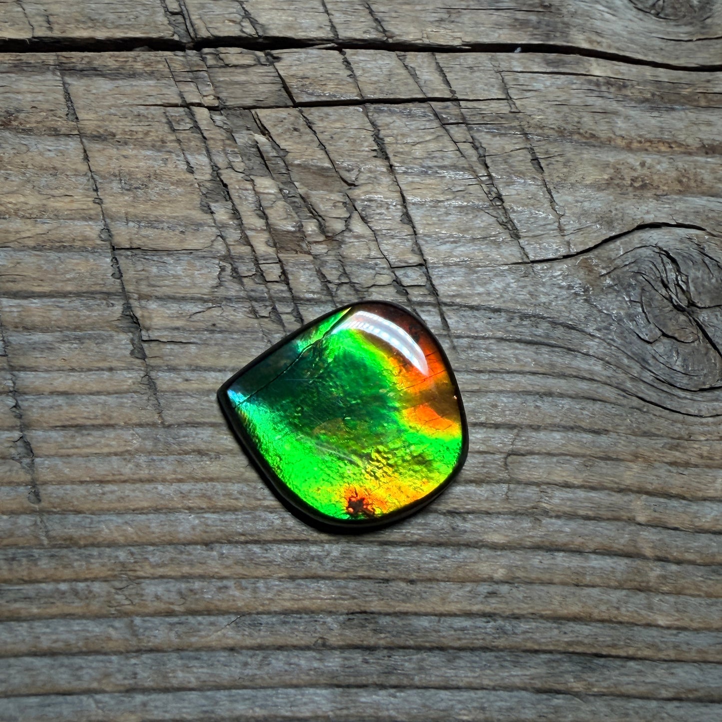 Green Red Ammolite Cabochon, Loose Gemstone, Genuine Canadian Ammonite