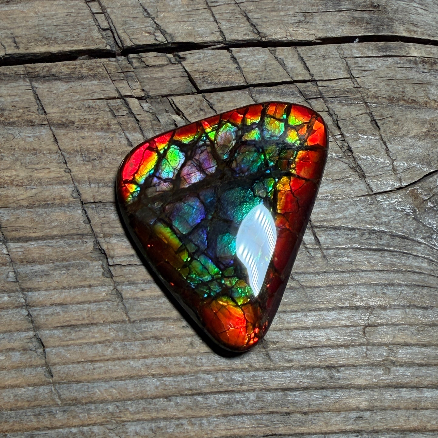 Rare pink Rainbow Ammolite Freeform Cabochon Coated Natural