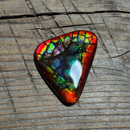 Rare pink Rainbow Ammolite Freeform Cabochon Coated Natural