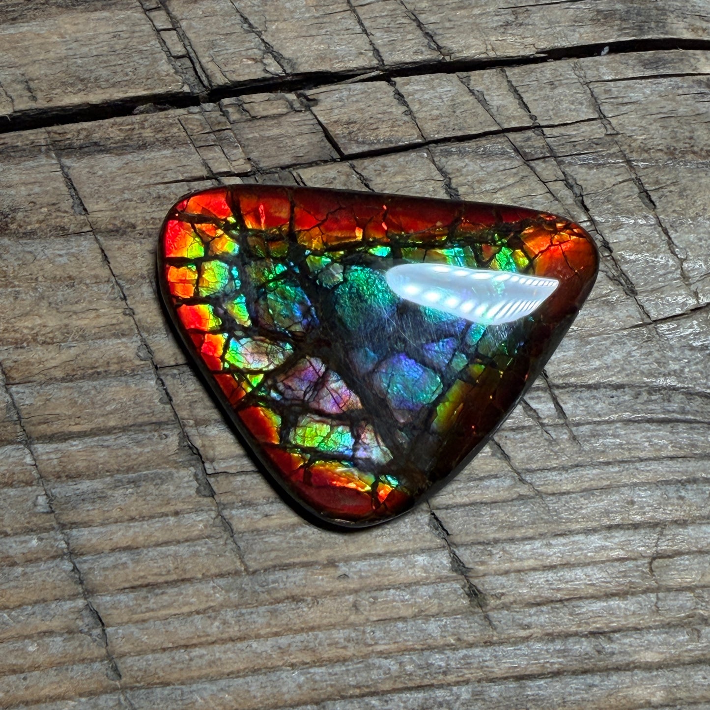 Rare pink Rainbow Ammolite Freeform Cabochon Coated Natural