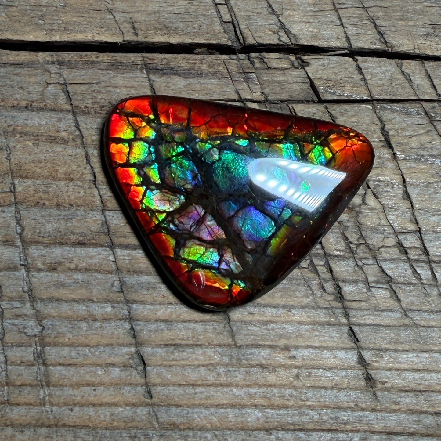 Rare pink Rainbow Ammolite Freeform Cabochon Coated Natural