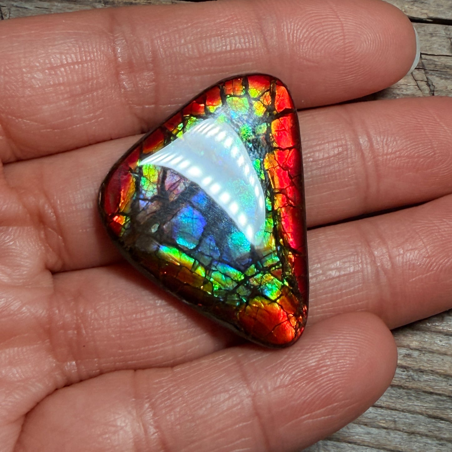 Rare pink Rainbow Ammolite Freeform Cabochon Coated Natural