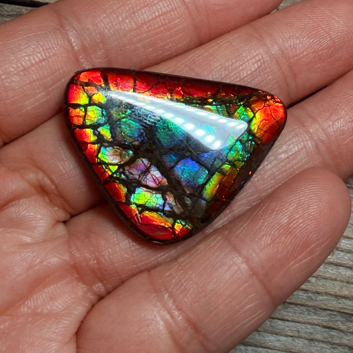 Rare pink Rainbow Ammolite Freeform Cabochon Coated Natural