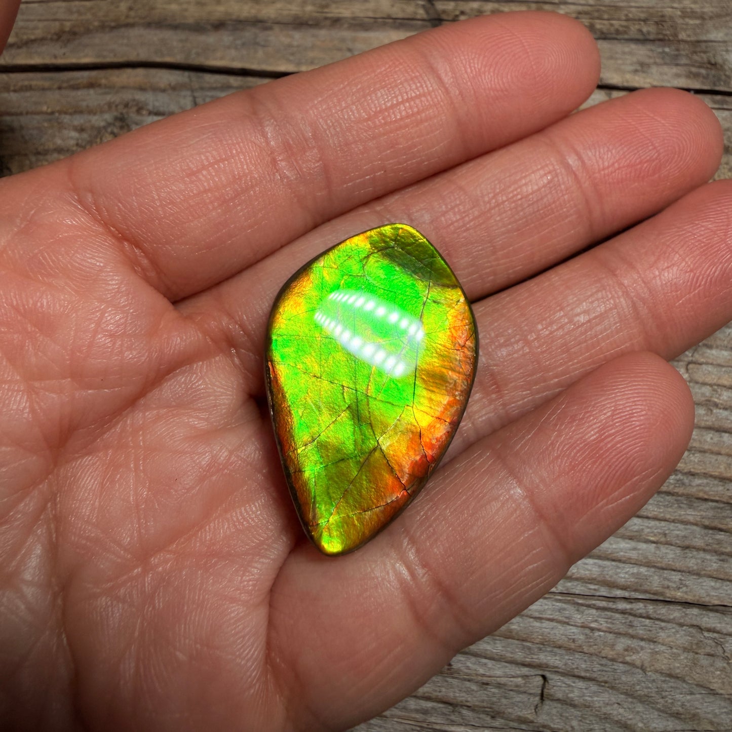 Gold Green Ammolite Cabochon, Loose Gemstone, Genuine Canadian Ammonite