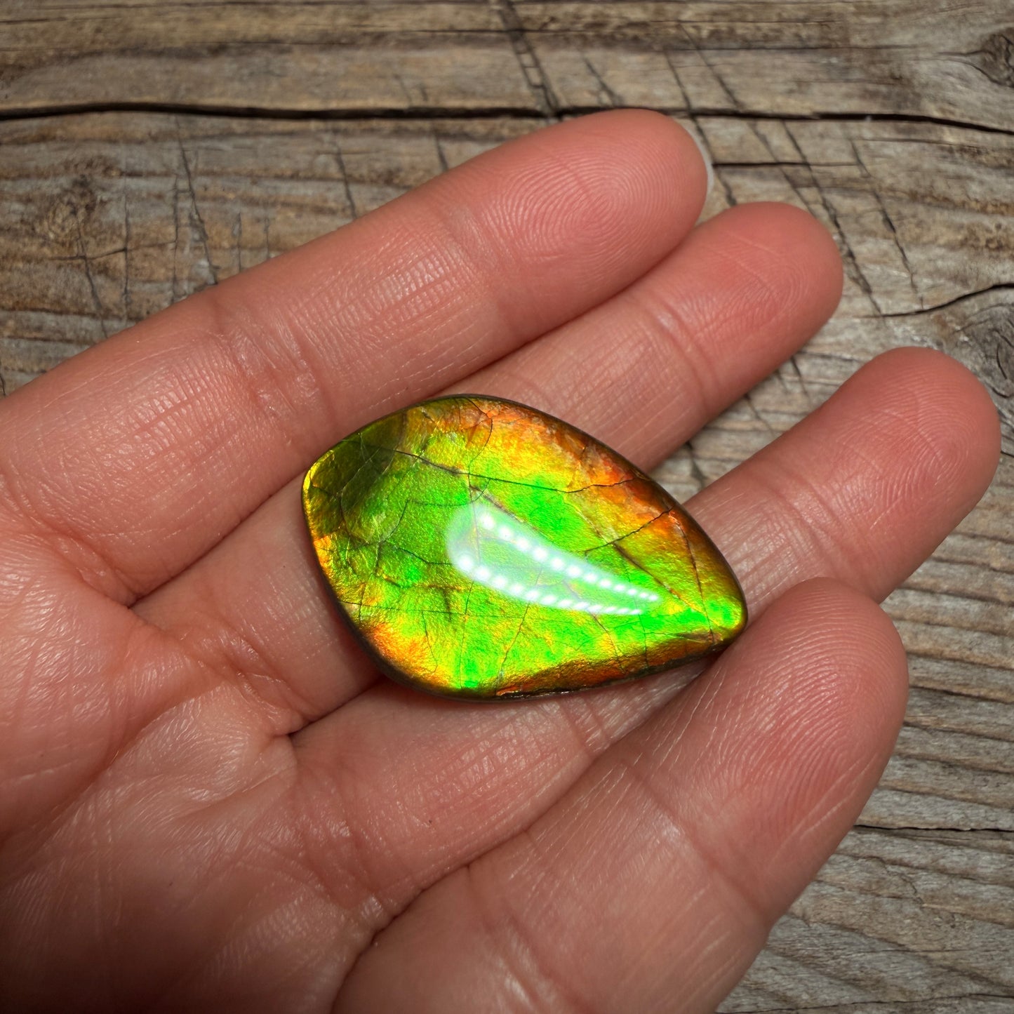 Gold Green Ammolite Cabochon, Loose Gemstone, Genuine Canadian Ammonite
