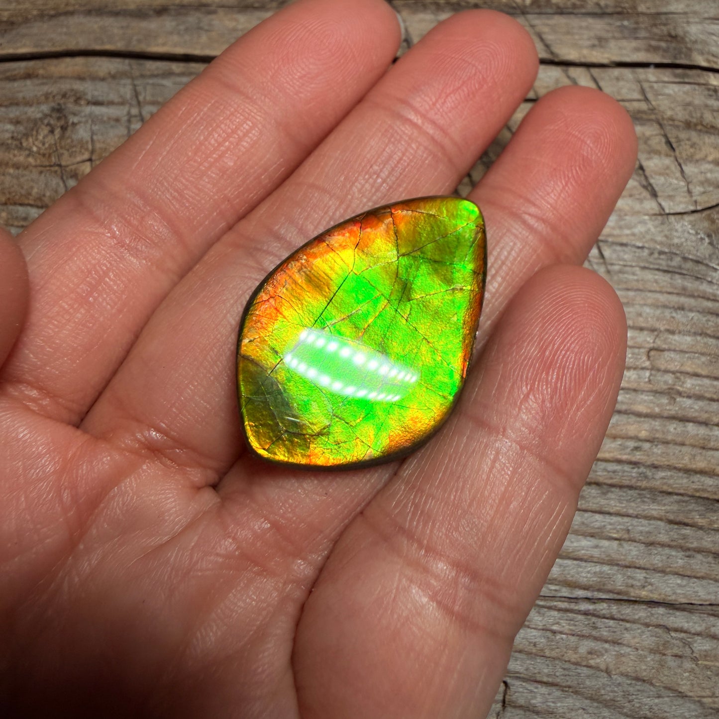 Gold Green Ammolite Cabochon, Loose Gemstone, Genuine Canadian Ammonite