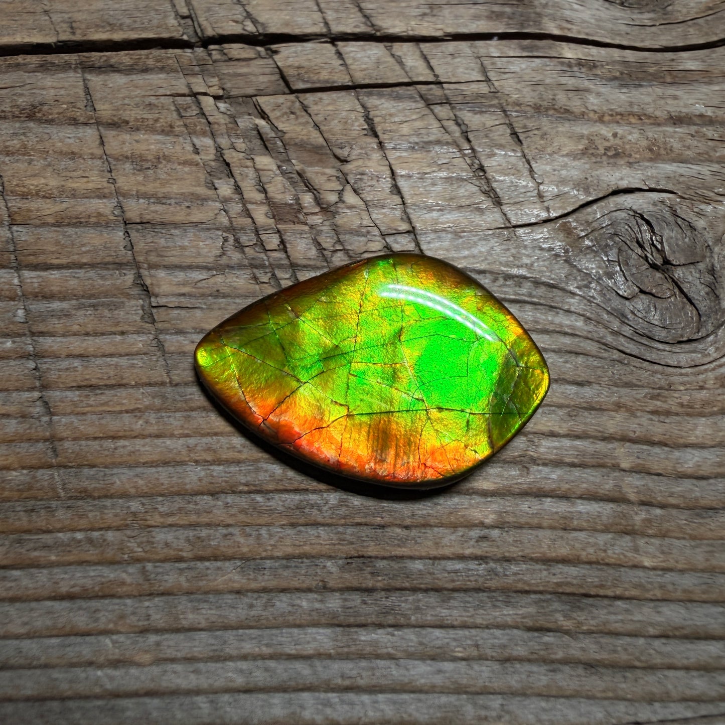 Gold Green Ammolite Cabochon, Loose Gemstone, Genuine Canadian Ammonite