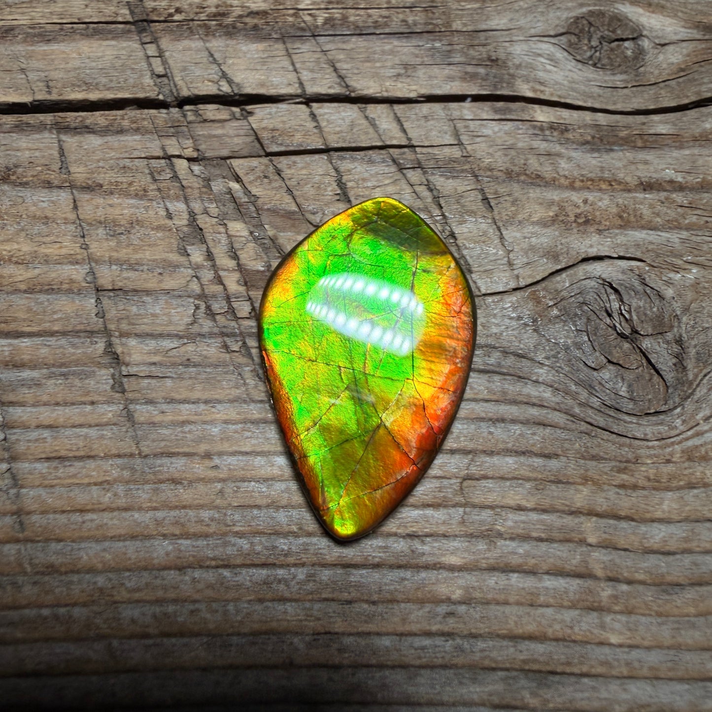 Gold Green Ammolite Cabochon, Loose Gemstone, Genuine Canadian Ammonite