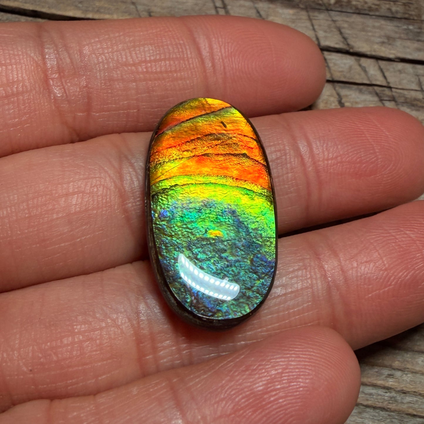 multicoloured Oval Ammolite Freeform Cabochon Coated Natural