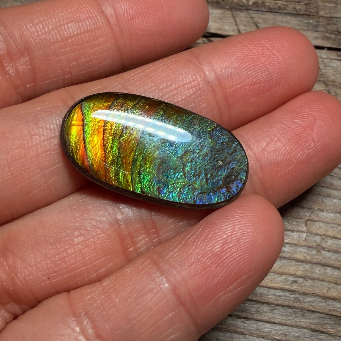 multicoloured Oval Ammolite Freeform Cabochon Coated Natural