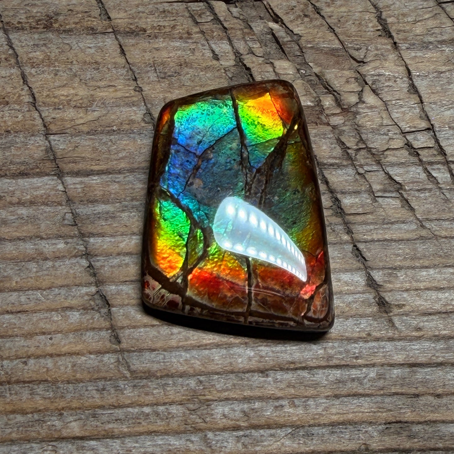 Rainbow Ammolite Freeform Cabochon Coated Natural