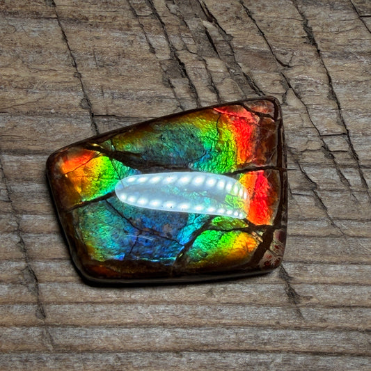 Rainbow Ammolite Freeform Cabochon Coated Natural