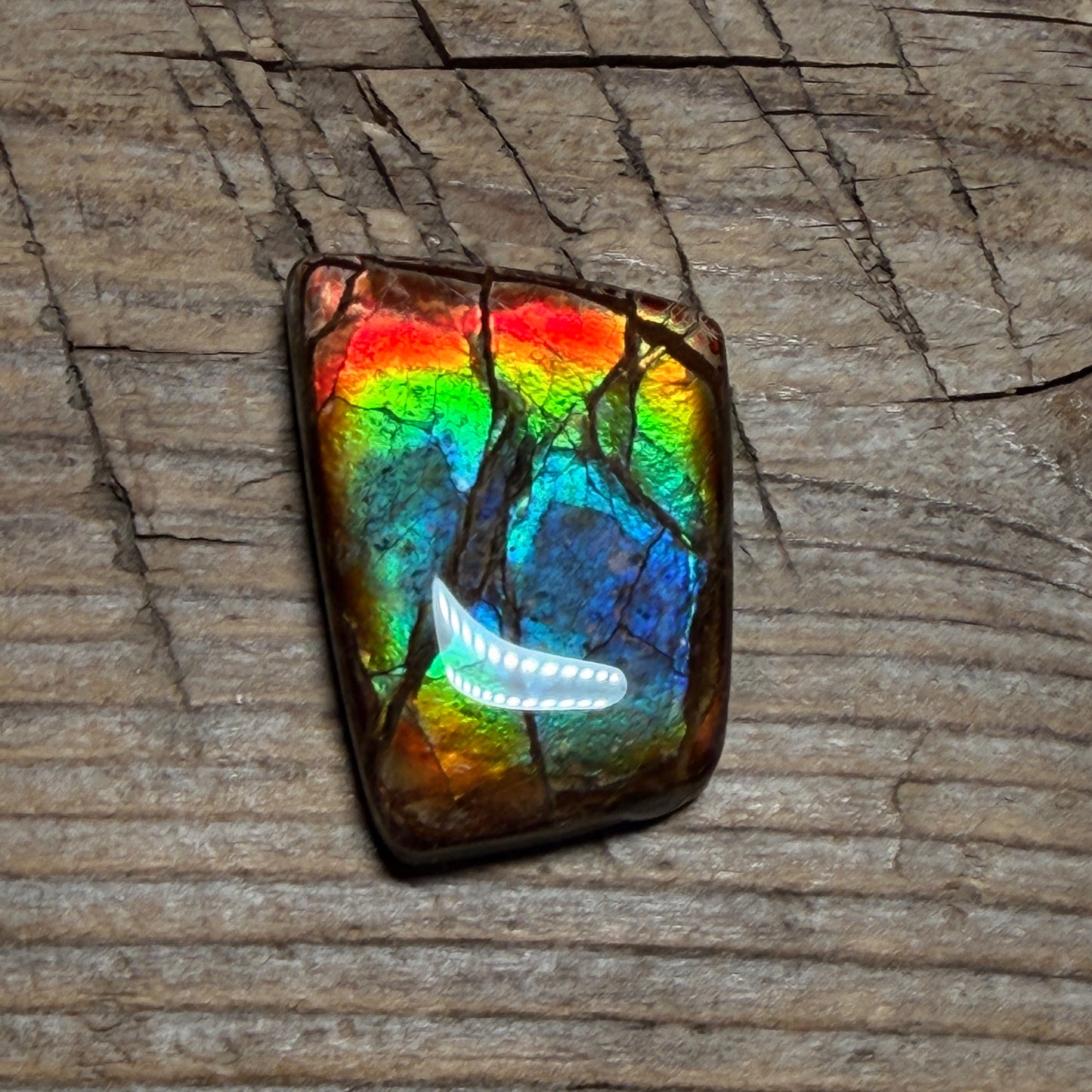 Rainbow Ammolite Freeform Cabochon Coated Natural