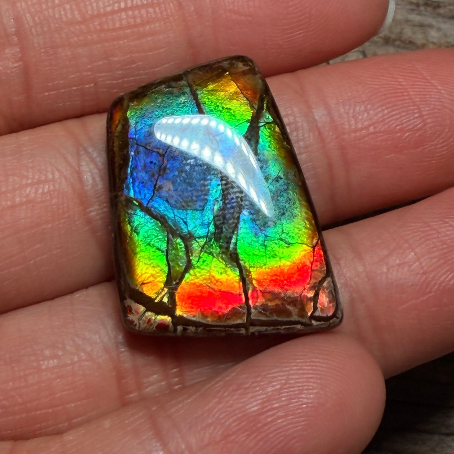 Rainbow Ammolite Freeform Cabochon Coated Natural