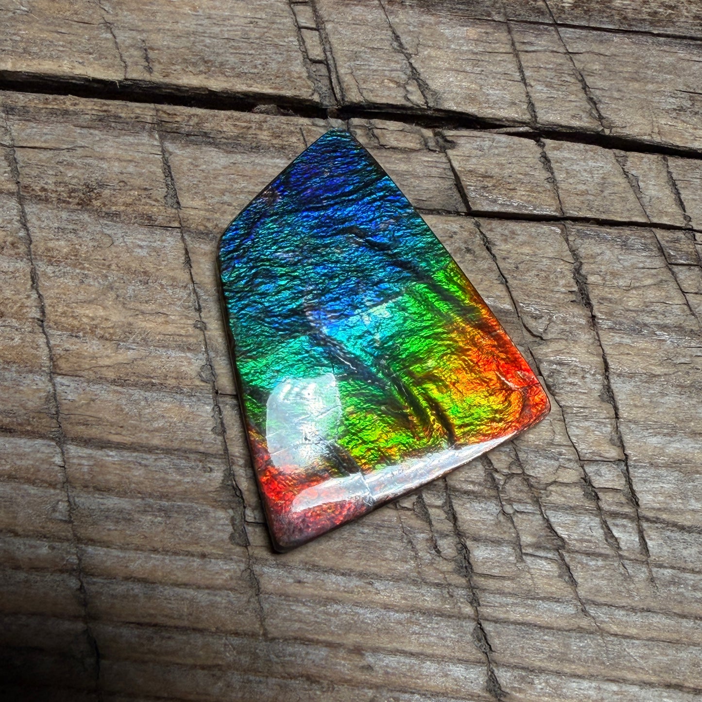 Polished Rainbow Ammolite Gemstone Cabochon Freeform Canadian Ammonite Fossil