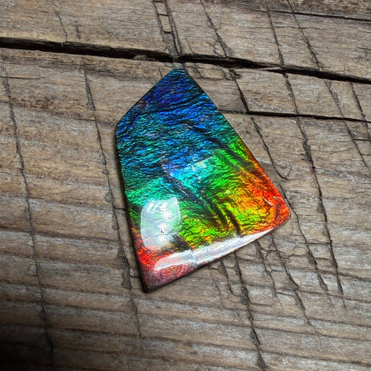 Polished Rainbow Ammolite Gemstone Cabochon Freeform Canadian Ammonite Fossil