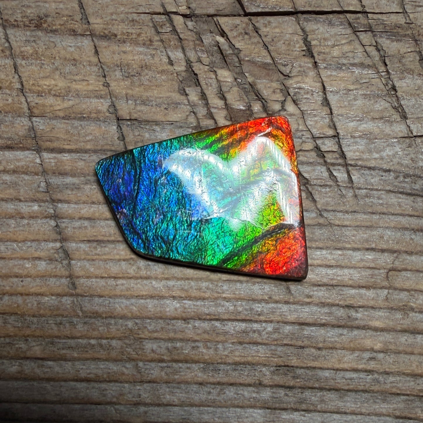 Polished Rainbow Ammolite Gemstone Cabochon Freeform Canadian Ammonite Fossil