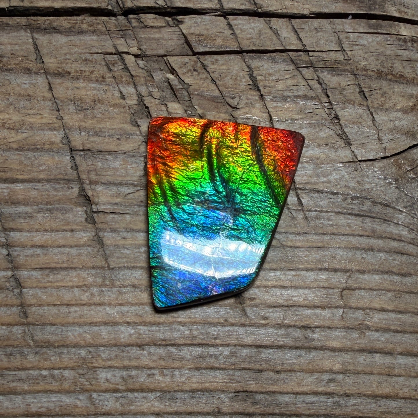 Polished Rainbow Ammolite Gemstone Cabochon Freeform Canadian Ammonite Fossil